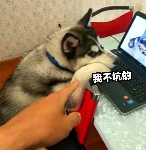 《致命游戏》游戏攻略 VS 哈士奇回家游戏攻略 《致命游戏》游戏攻略 VS 哈士奇回家游戏攻略